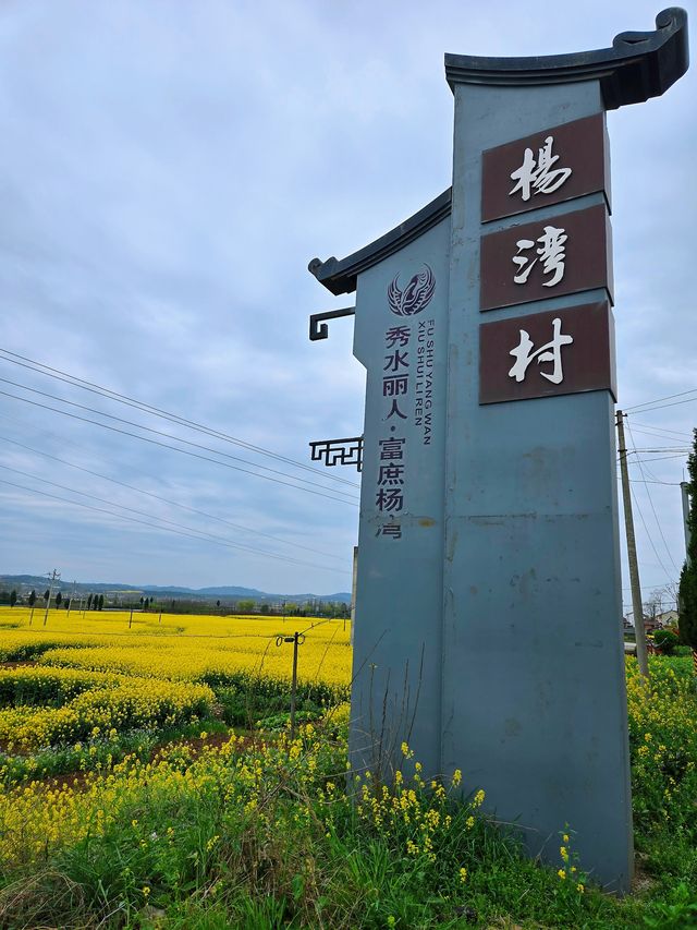 邊走邊看漢中油菜花系列之二：洋縣楊灣村