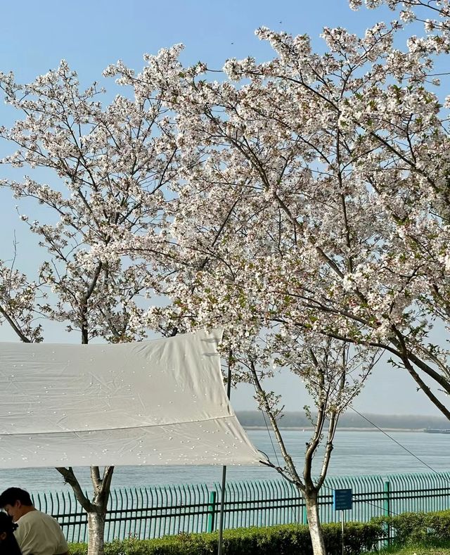 南京｜四月千萬別來燕子磯公園不然你會…