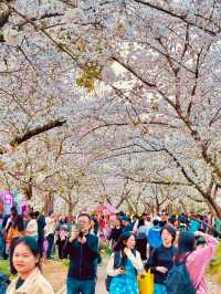 春日賞花去東湖｜東湖賞花去磨山