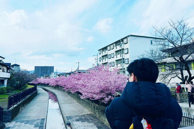 趕緊來京都一起賞櫻花