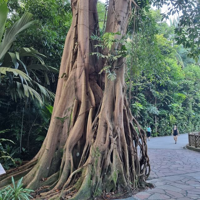 新加坡植物園印象
