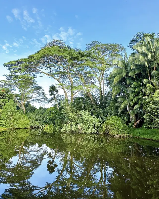 觀光新加坡的雙溪布洛濕地天然公園