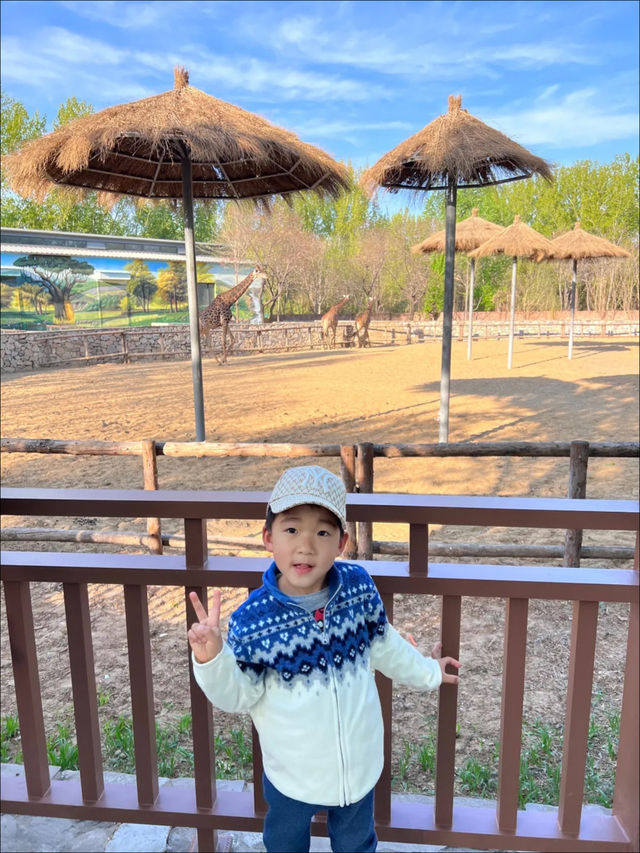 親子春日遊園記 |大興野生動物園遊玩全攻略