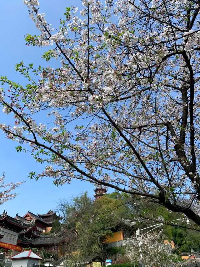 Looking forward to it, the cherry blossoms in front of the ancient Jiming Temple are about to bloom