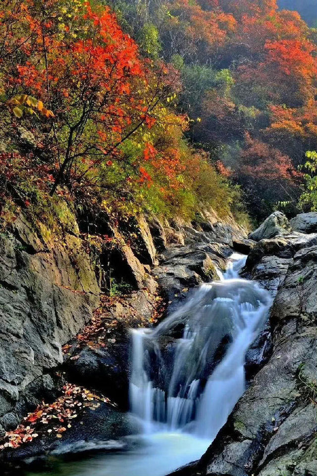 黑龍江·伊春原生態的森林美景