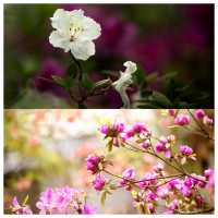 樂享花事 不負春光--中科院武漢植物園杜鵑園