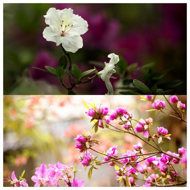 樂享花事 不負春光--中科院武漢植物園杜鵑園