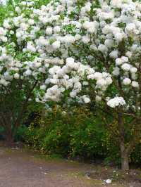 春日追花共青森林公園賞花超詳細路線攻略