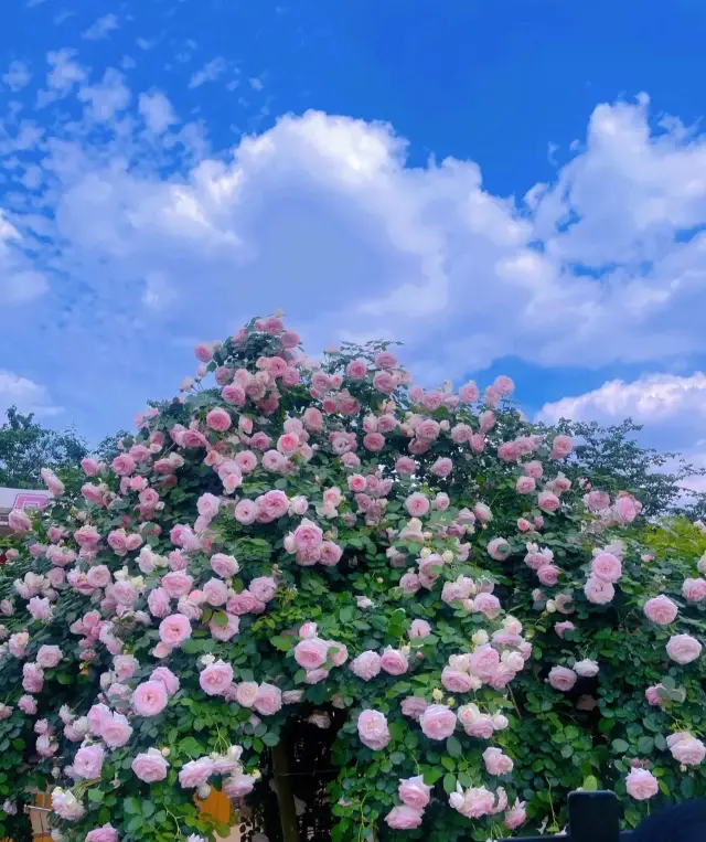 The place you must visit during the May Day holiday is the Manhua Manor, which is stunningly beautiful