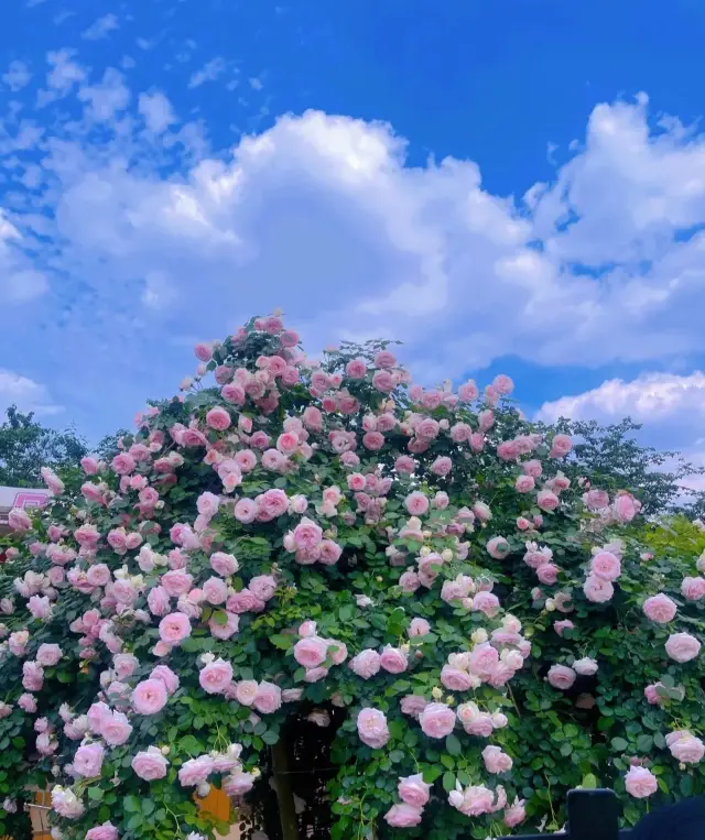 สถานที่ที่คุณต้องไปในช่วงวันหยุดวันแรงงานแน่นอนคือสวนดอกไม้ Manhua, สวยจนน้ำตาไหลเลยค่ะ