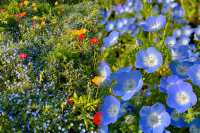 現實版莫奈花園‖上海共青森林公園