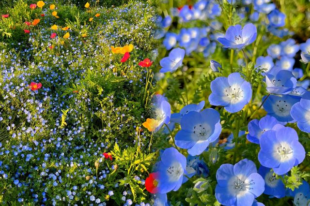 現實版莫奈花園‖上海共青森林公園 現實版莫奈花園‖上海共青森林公園