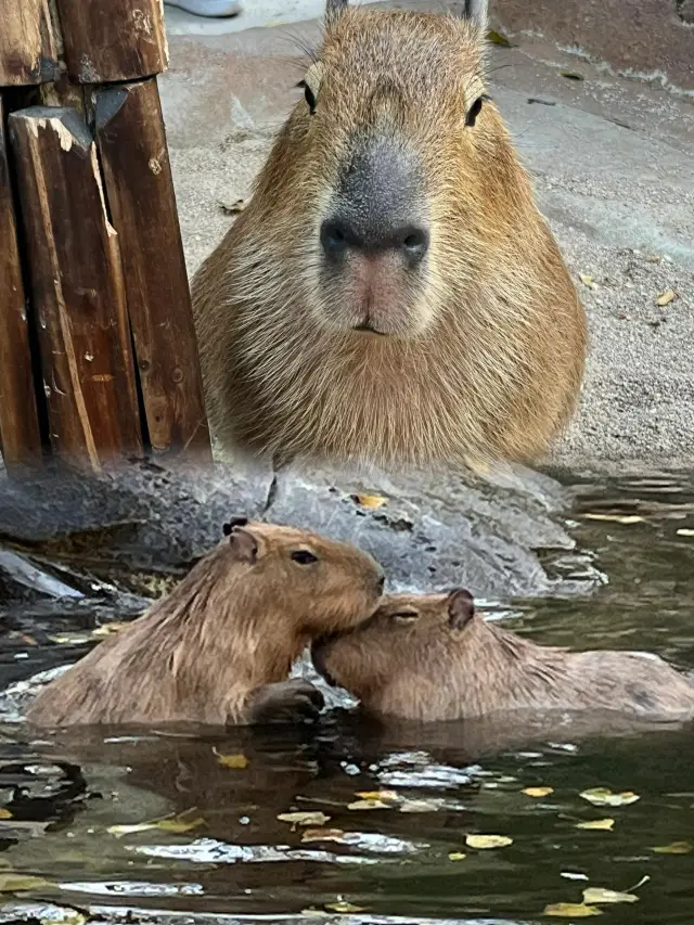 Capibara Off-Work Diary, the hidden fun at Shanghai Wild Animal Park!