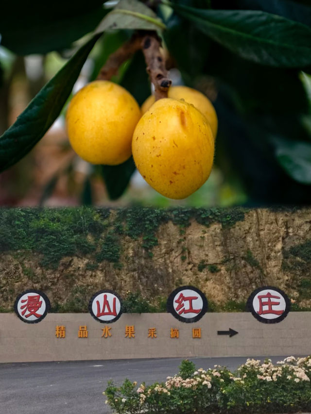 千島湖民宿|輕鬆遛娃不費媽
