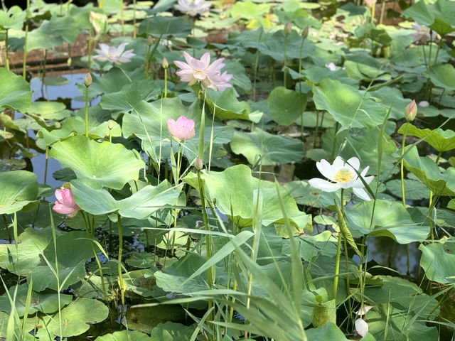 濟南森林公園