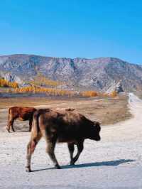 Discover Ulaanbaatar, Mongolia: Climb Zaisan Memorial for a Panoramic View