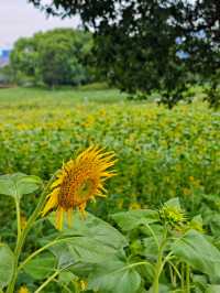 夏日醉美向日葵~蘇州灣體育公園