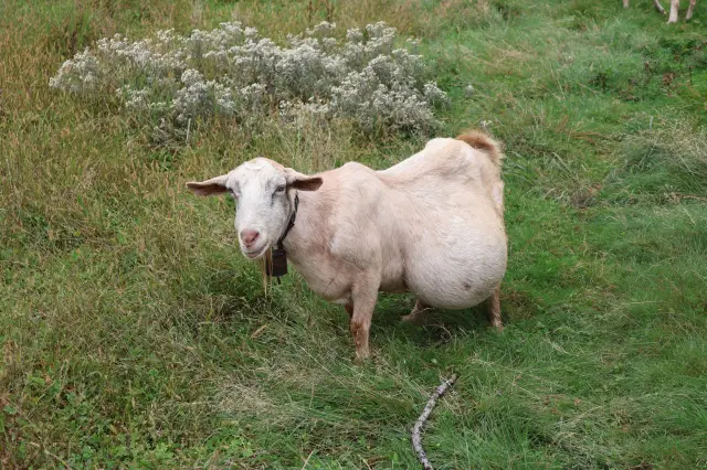 고산초원 선녀산