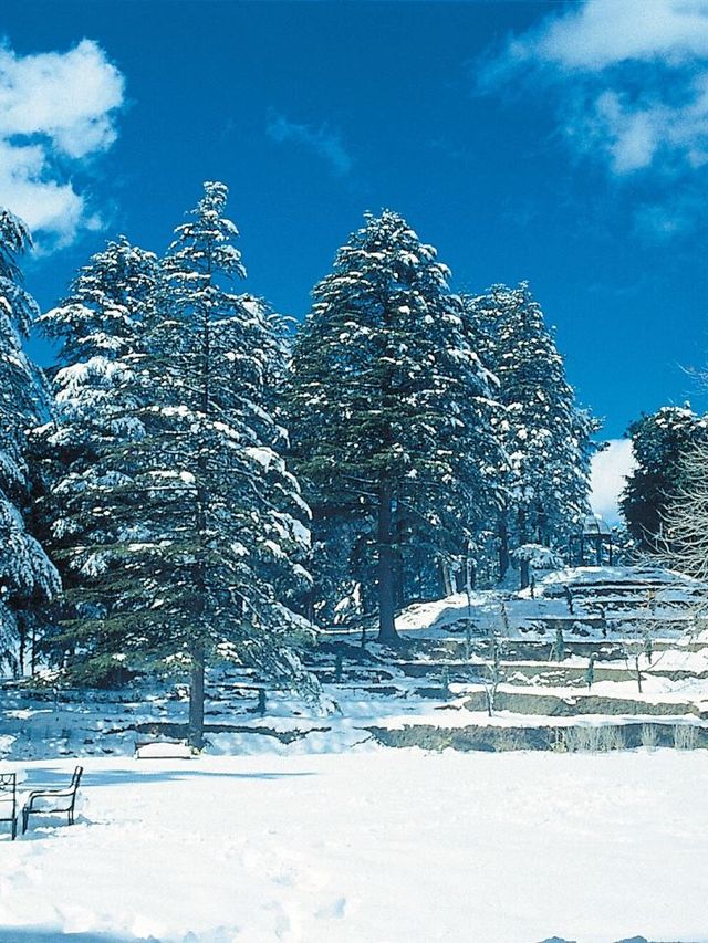 Shimla's Luxe Retreat: Wildflower Hall 🌺🏔️