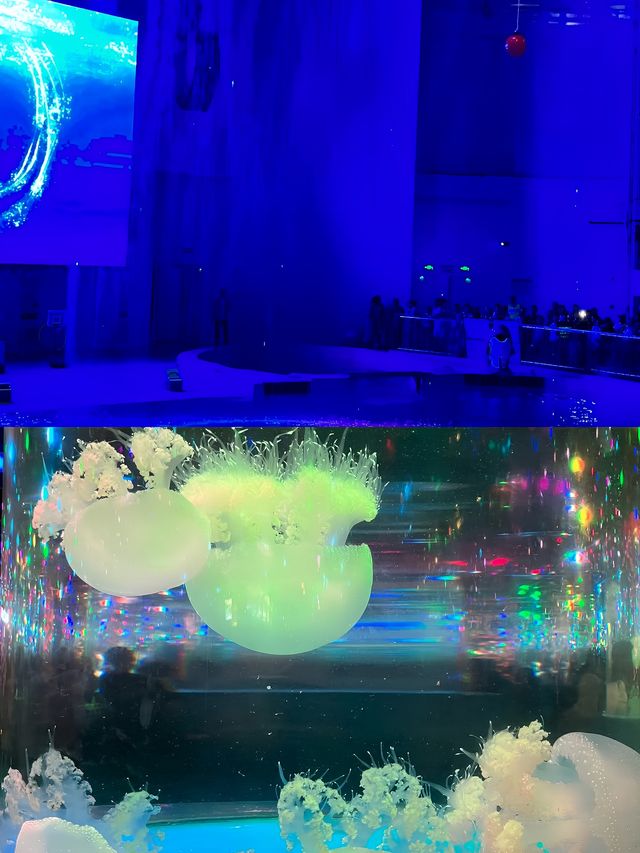 為了這一眼 我願意每年都來海洋館