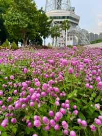 在佛山市區我找到了隱藏起來的花海公園