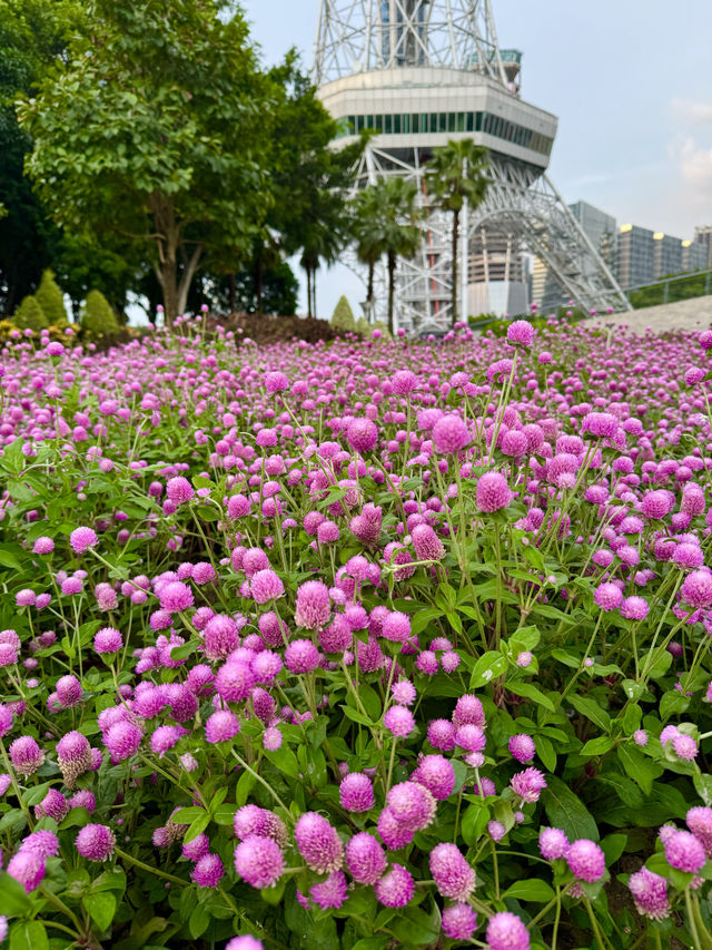 在佛山市區我找到了隱藏起來的花海公園