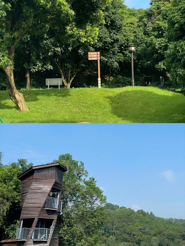 中山｜金鐘水庫的紫色浪漫 粉黛草花開啦。