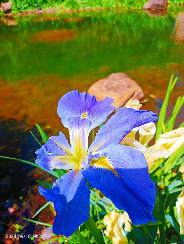Hunter Valley Garden 猎人谷花園。