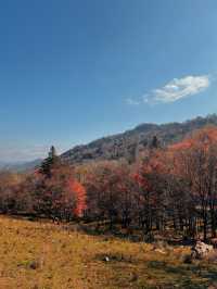 東北阿勒泰 魁北克分克｜層林盡染是北方的秋。