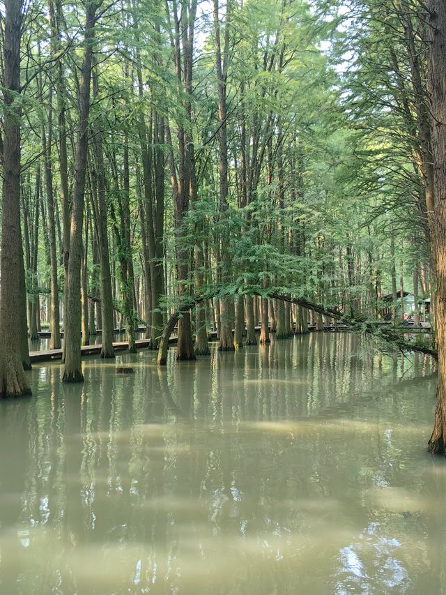 李中里下河濕地公園。