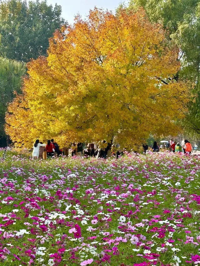 京城的油畫般花海令人心醉。