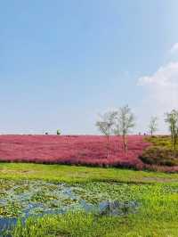 上海濱江森林公園花海谷｜拍照絕美地。