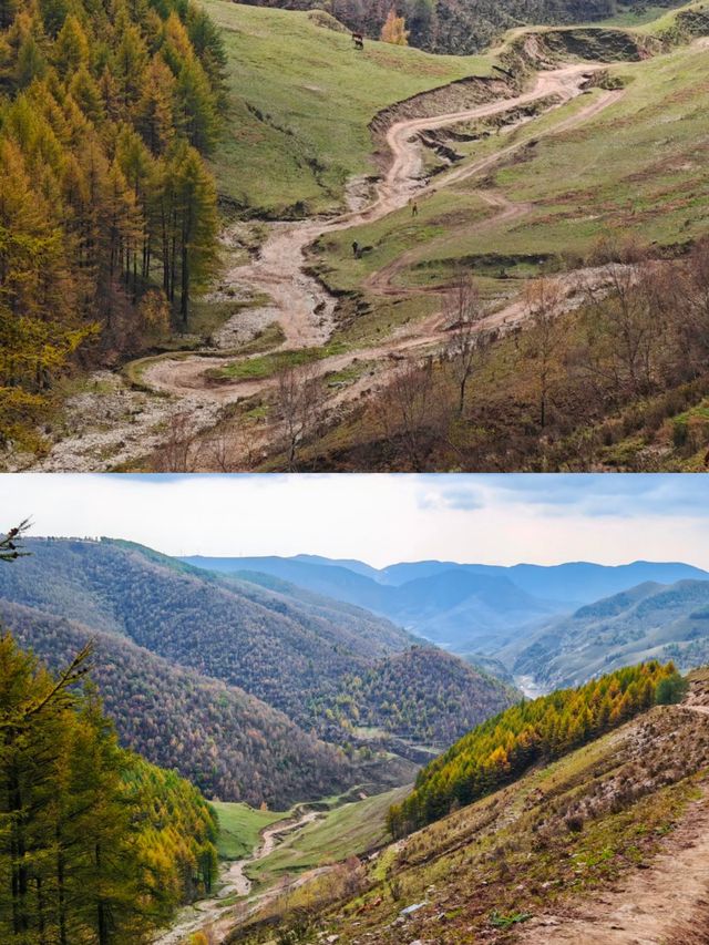 麻田嶺遠足 人生是曠野，不是軌道，以此紀念運動量爆表的。