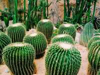 The Forsgate Conservatory: Remarkable Plant Representation