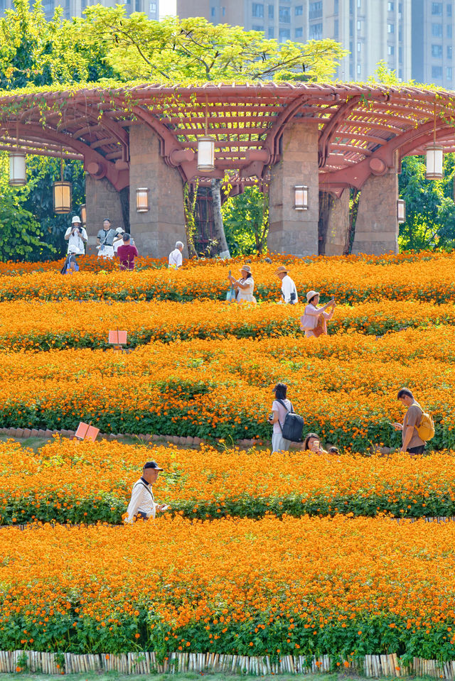 佛山花海千燈湖公園硫華菊盛裝出戰。