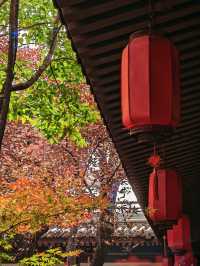 西安這家酒店居然在院子裡養孔雀？？？。