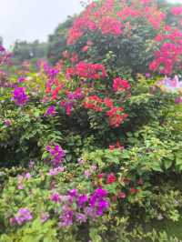 深圳探園|寶安簕杜鹃谷公園花海等你來。