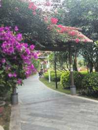 深圳探園|寶安簕杜鹃谷公園花海等你來。