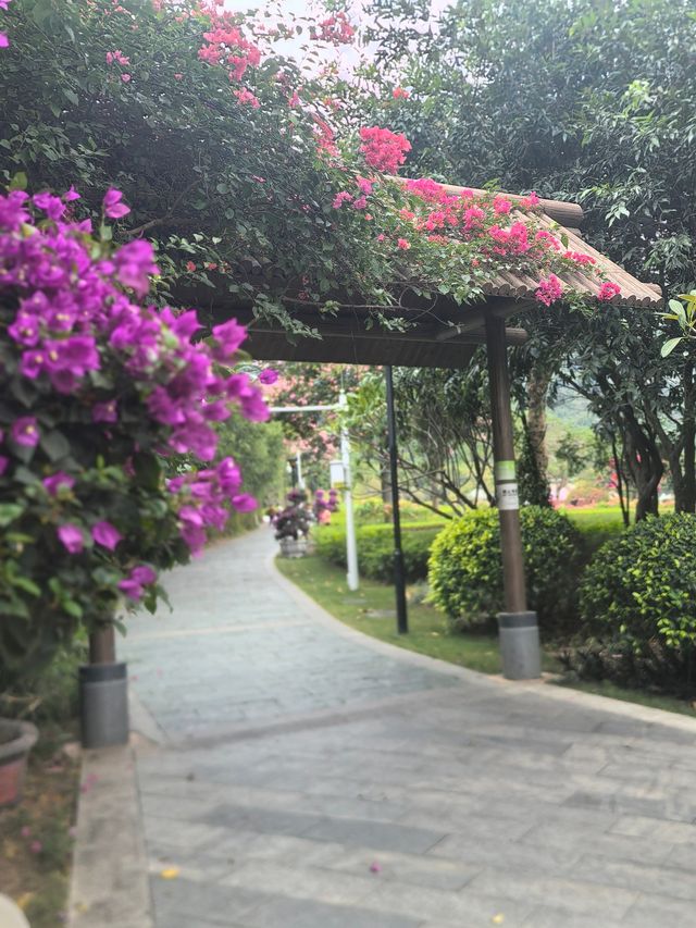深圳探園|寶安簕杜鹃谷公園花海等你來。 深圳探園|寶安簕杜鹃谷公園花海等你來。