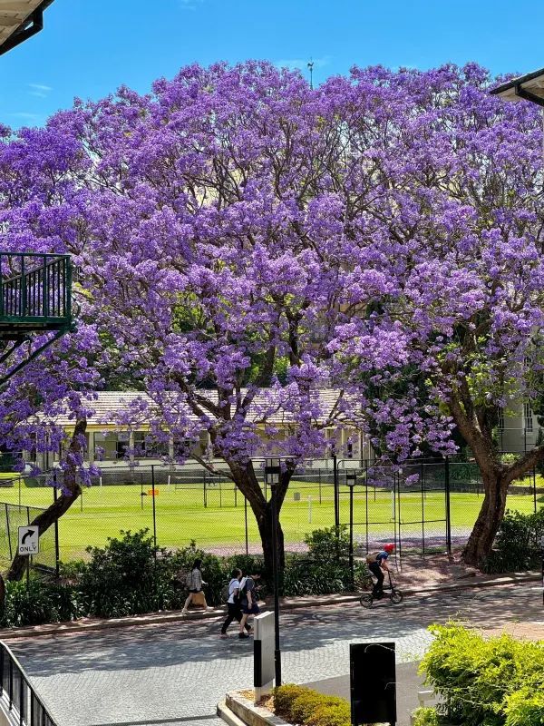 The breathtaking beauty of the University of Sydney