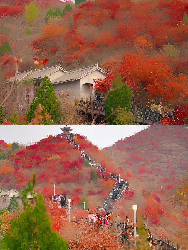 通知：北京秋色雖逝，但此處秋色正濃！。