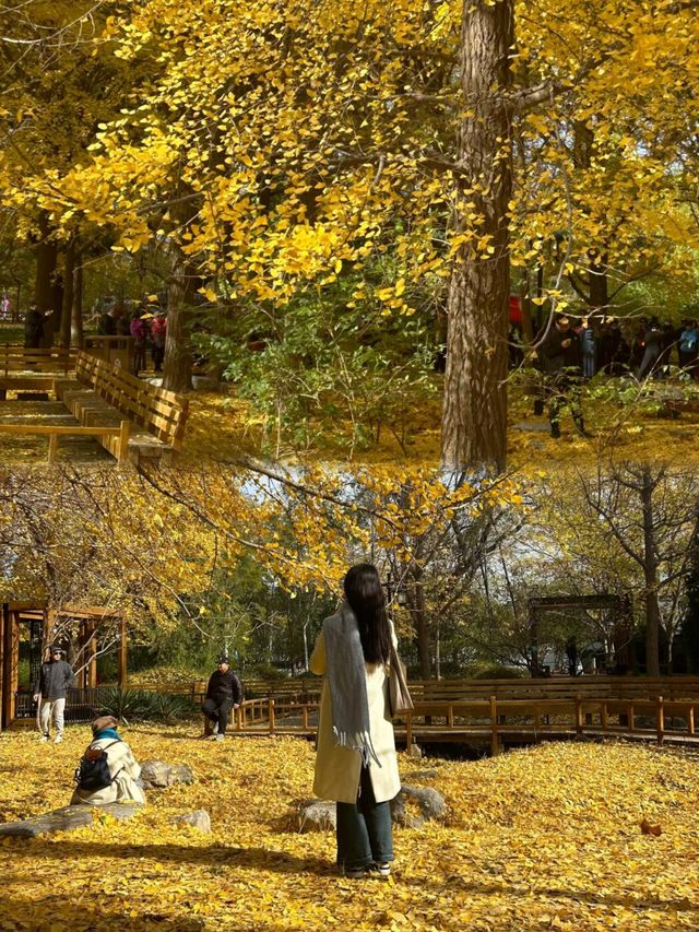陶然亭公園｜京城秋韻寶藏地！