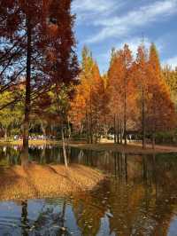 《濟南森林公園 | 秋日童話，這裡有你絕不能錯過的金黃世界。