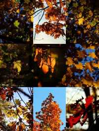 Experience the Golden Autumn at Prospect Park
