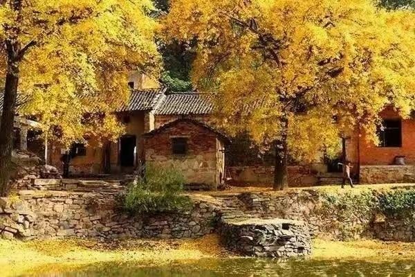 腳踏黃金地，走遍銀杏村。
