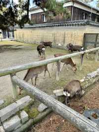 在奈良餵鹿。