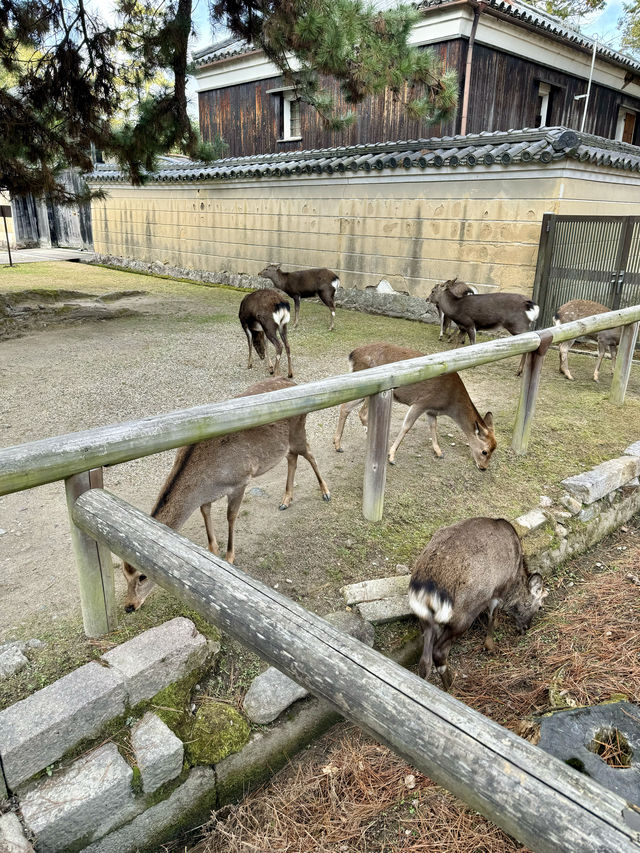 在奈良餵鹿。 在奈良餵鹿。