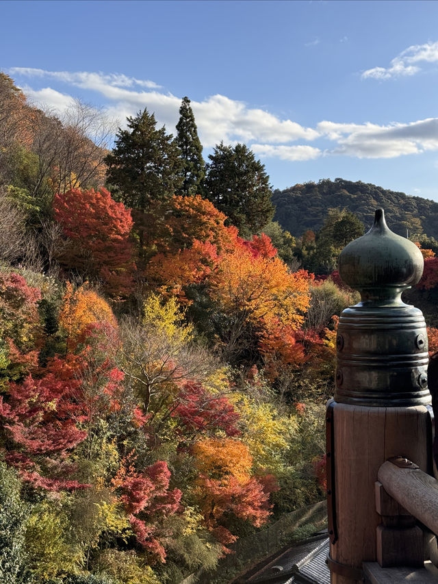 京都｜清水寺紅葉瀑布 風光無限