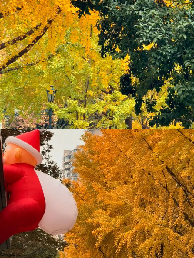 上海|黃金城道已經美得不像樣了~ 上海|黃金城道已經美得不像樣了~