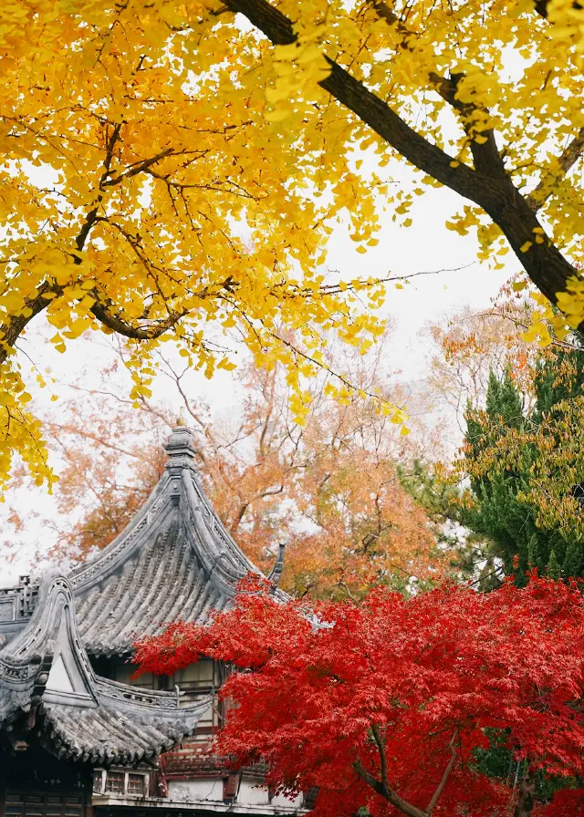 Leaf viewing in Shanghai: red leaves and ginkgo in Guilin Park, photographed on 12.7